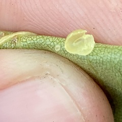 Caryomyia leviglobus