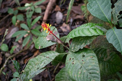 Palicourea subspicata