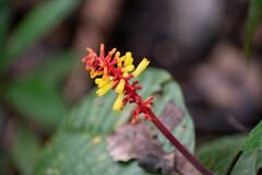 Palicourea subspicata
