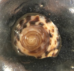 Bembicium auratum