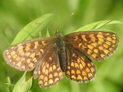 Melitaea celadussa