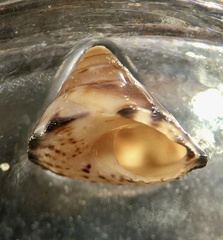 Bembicium auratum