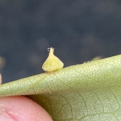 Caryomyia sanguinolenta