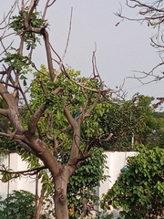 Coracias benghalensis