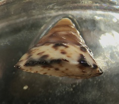 Bembicium auratum