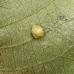 Caryomyia sanguinolenta