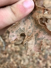 Acrocercops albinatella