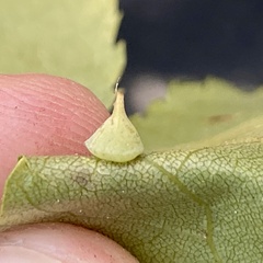 Caryomyia sanguinolenta