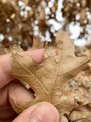 Acrocercops albinatella