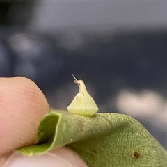 Caryomyia sanguinolenta