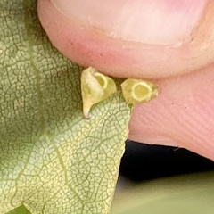 Caryomyia sanguinolenta