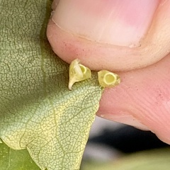 Caryomyia sanguinolenta