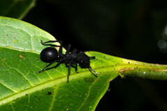 Cephalotes opacus