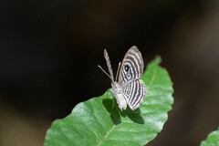 Riodinidae