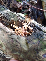 Clavariaceae