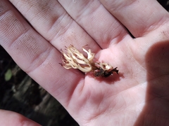 Clavariaceae