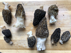 Morchella angusticeps