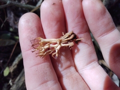 Clavariaceae