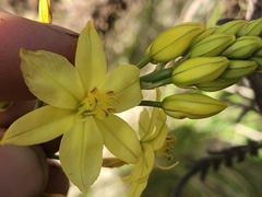 Bulbine glauca