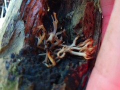 Clavariaceae