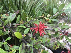 Grevillea parvula