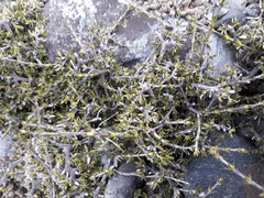 Coprosma brunnea