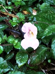 Impatiens uniflora
