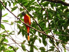 Pericrocotus solaris