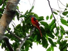 Pericrocotus solaris