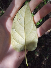 Gonolobus suberosus