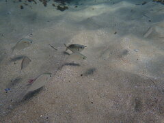 Hyperprosopon argenteum