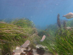 Hyperprosopon argenteum