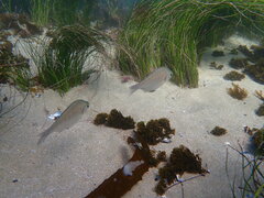 Hyperprosopon argenteum