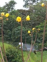 Cochlospermum vitifolium