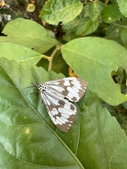 Nyctemera adversata