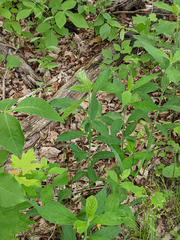 Hybanthus concolor