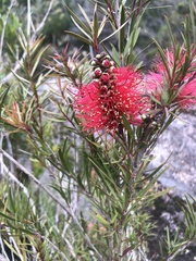 Melaleuca subulata