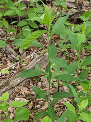 Hybanthus concolor