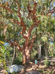 Angophora costata