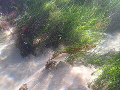 Hyperprosopon argenteum