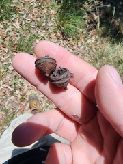 Eucalyptus scias scias