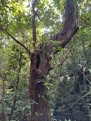 Syzygium samarangense
