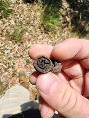 Eucalyptus scias scias