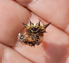 Macracantha hasselti