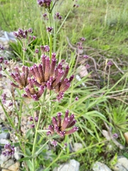 Verbena incompta