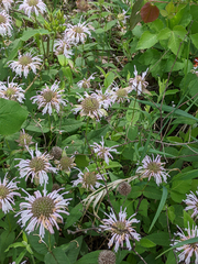 Monarda bradburiana