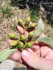 Eucalyptus scias scias