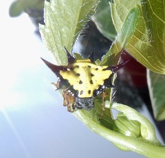 Macracantha hasselti