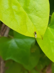 Microchrysa flaviventris