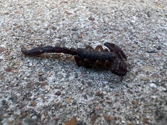 Pseudouroctonus reddelli